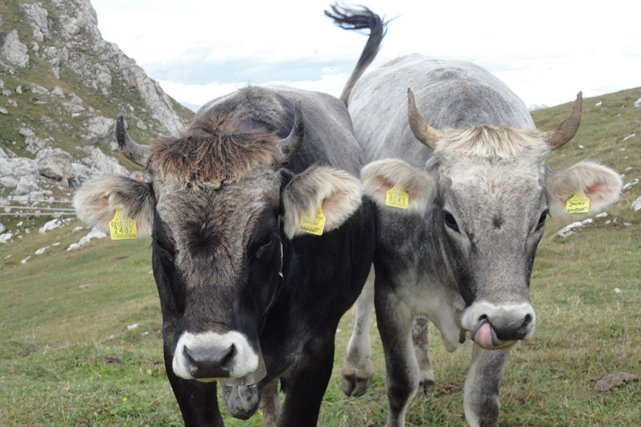 Apartments Col da Vent Corvara